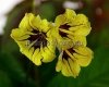 Streptocarpus Seeds  RD-PEPSON